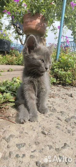 Кошка в дар бесплатно