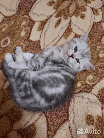 Шотландские котята
