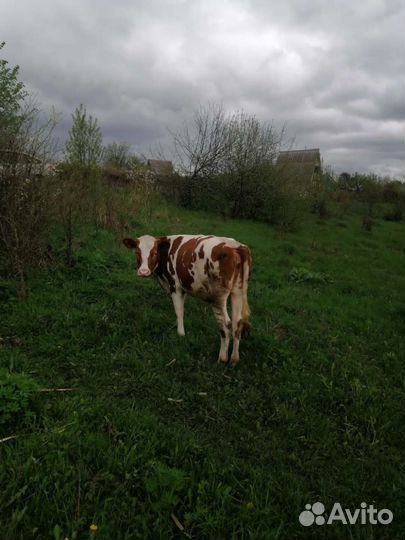 Тёлка стельная