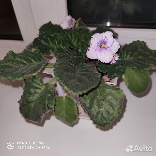 Фиалки цветущие в горшке