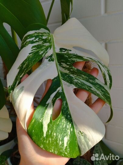 Монстера Альба верхушка