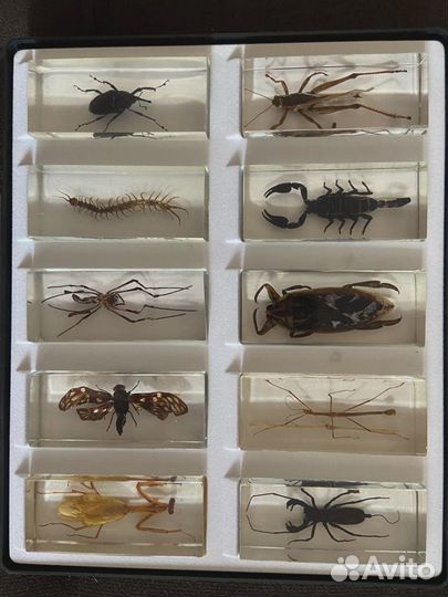 Насекомые и их знакомые