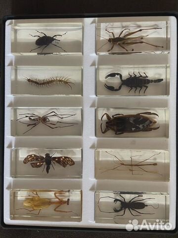 Насекомые и их знакомые