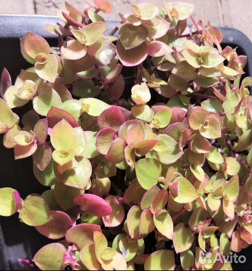 Традесканции разные