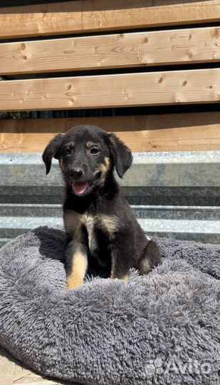 Щенок в добрые руки