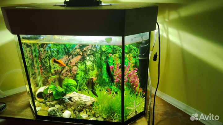 Аквариум с рыбками