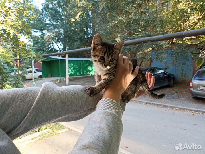Отдам кота в добрые руки