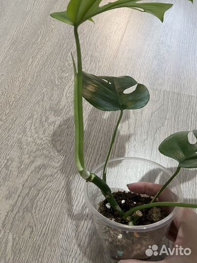 Монстера минима/ рафидофора тетрасперма