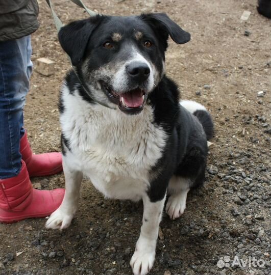 Тимур ищет дом