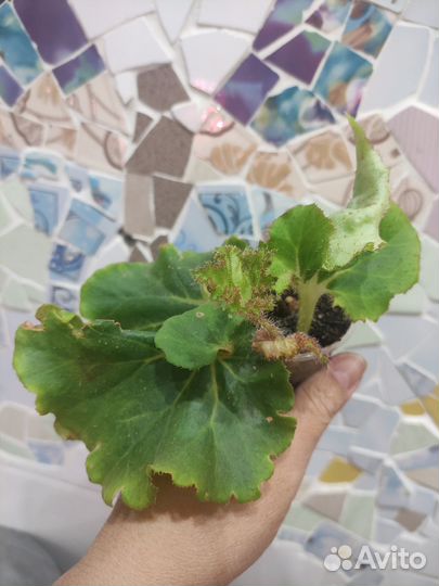 Комнатные цветы