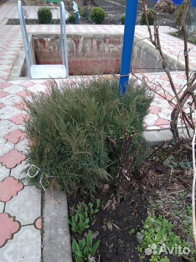 Можжевельник