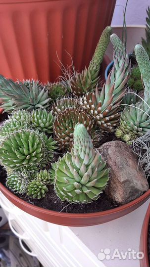 Суккуленты:каменная роза, горноколосник