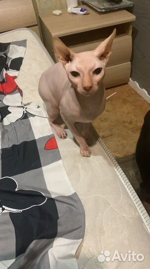 Канадскийсфинкс