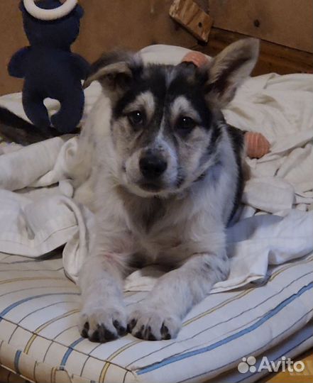 Щенок в добрые руки бесплатно