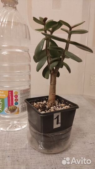 Редкая крассула Капителла Кэмпфайр и Древовидная