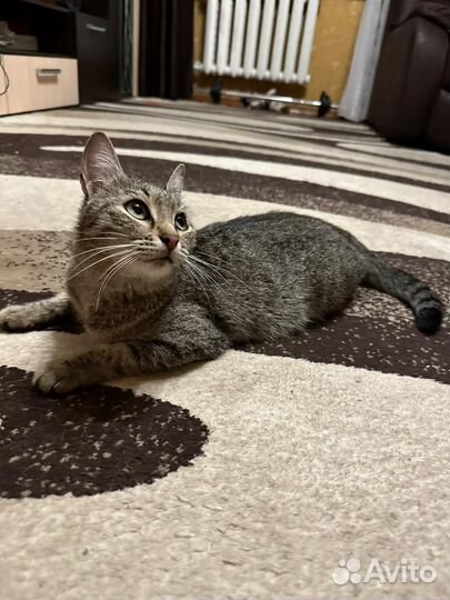 Кошка в дар бесплатно