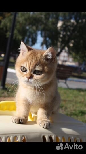 Котик готов к переезду