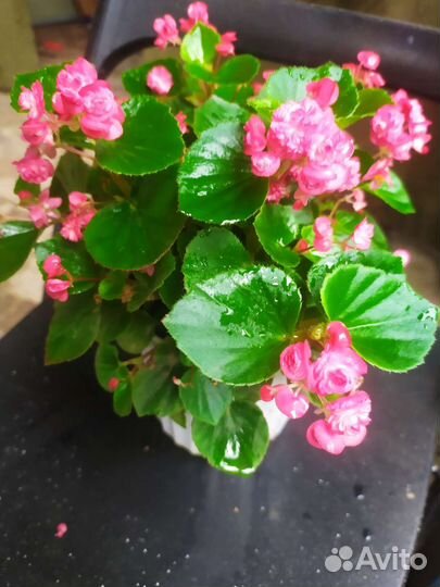 Бегония вечноцветущий, махровый