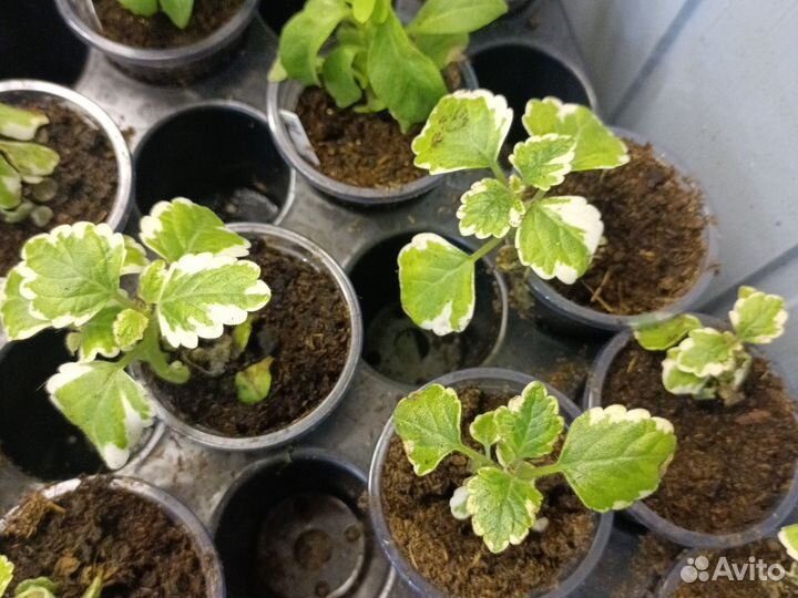 Плектрантус ампельный