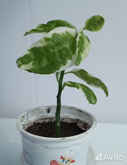 Комнатные растения Педилантус