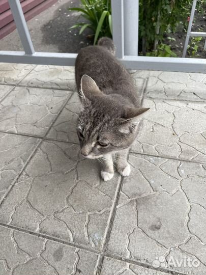 Молодой котик ищет дом