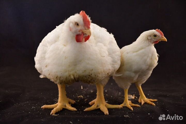 Цыпленок бройлерный 