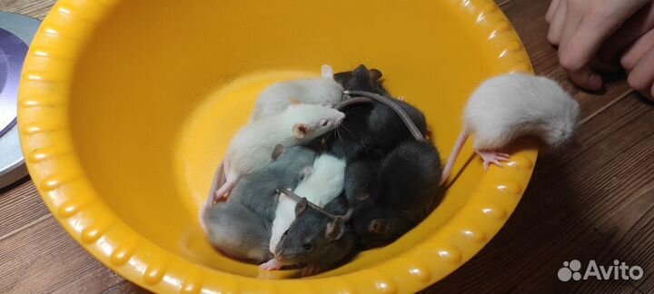 Крысята