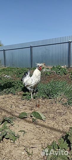 Куры петухи