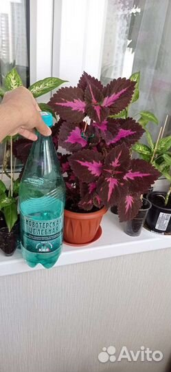 Колеус Блюме 40 см