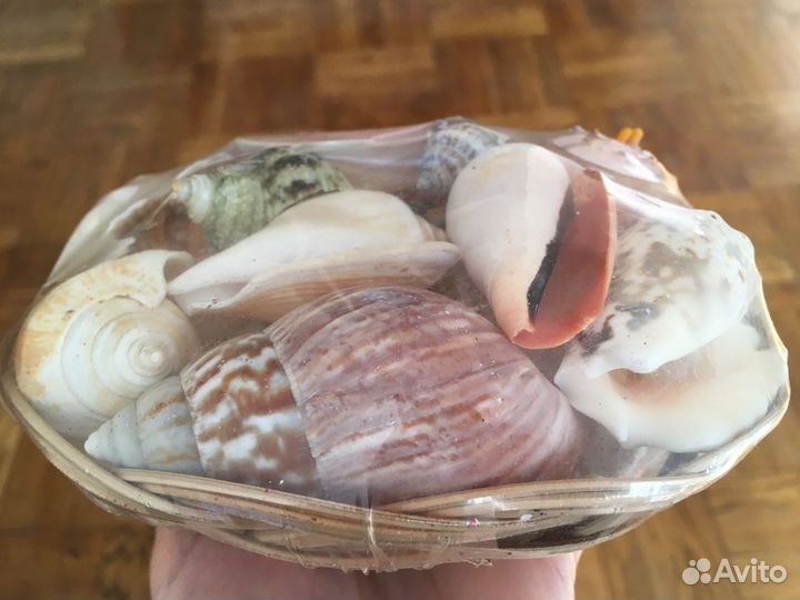 Ракушки для аквариума