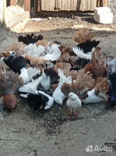 Продажа голубей