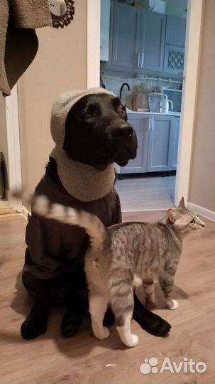 Вязка собак лабрадор ретривер