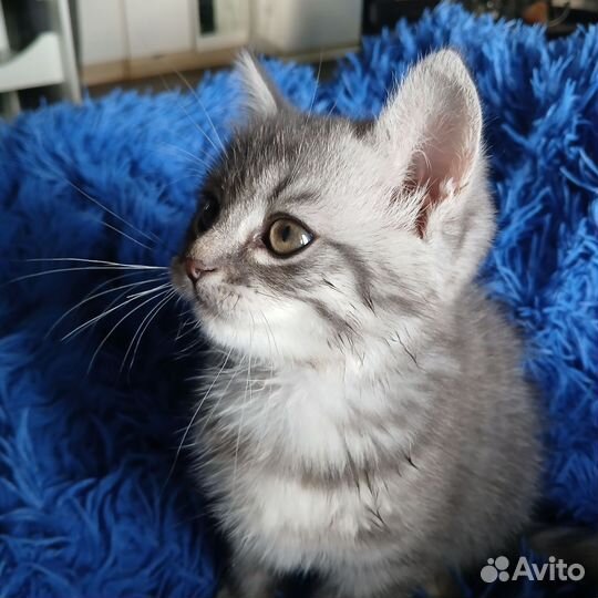 Шотландская