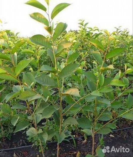 Саженцы вишни