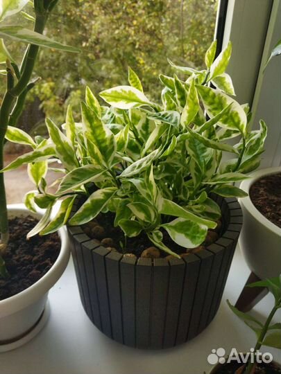 Педилантус