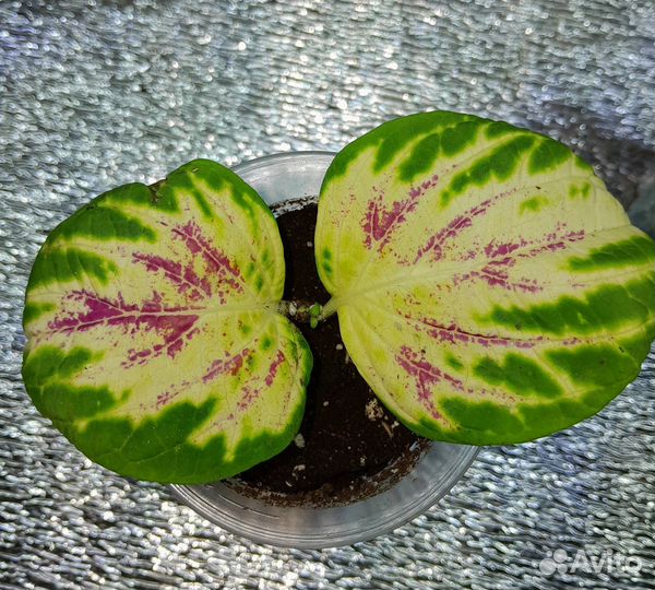 Колеусы вегетативные тюмень