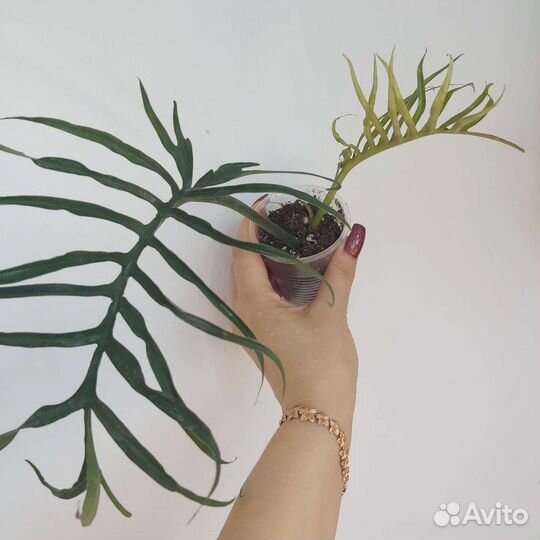 Филодендроны