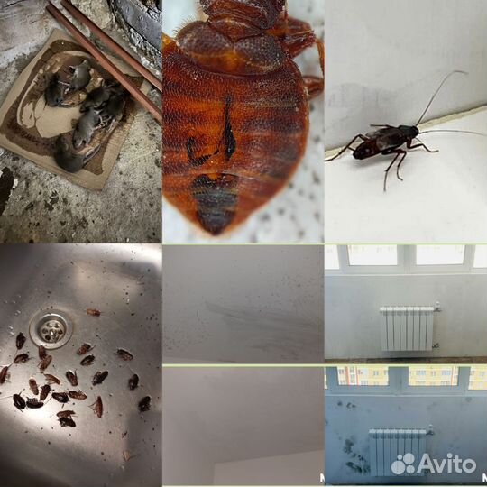 Уничтожение тараканов, клопов, удаление плесени