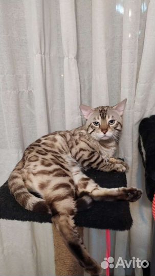 Бенгальский кот вязка