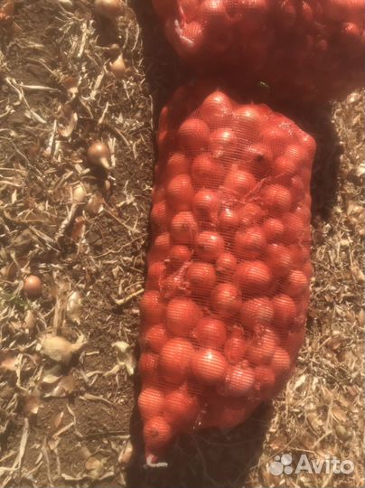 Лук репчатый манас