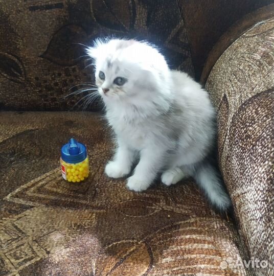 Шотландские котята