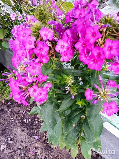 Флоксы многолетние