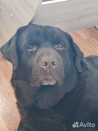 Кобель лабрадора вязка