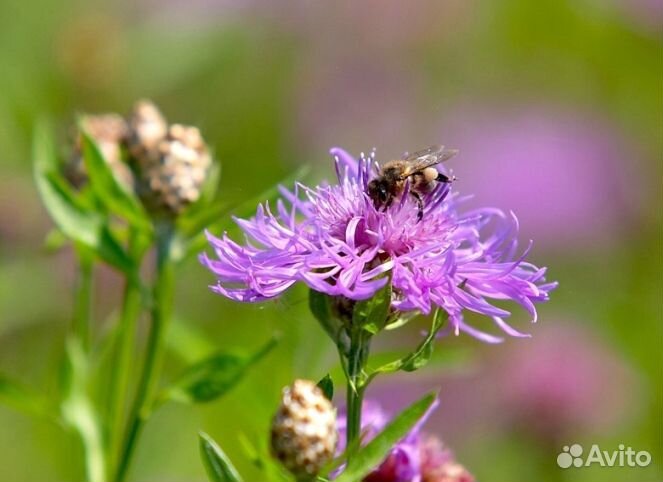 Мед 2024 года натуральный опт