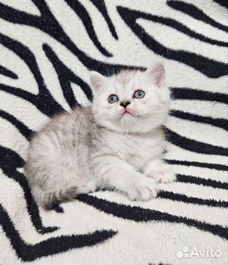 Шотландский котёнок мальчик