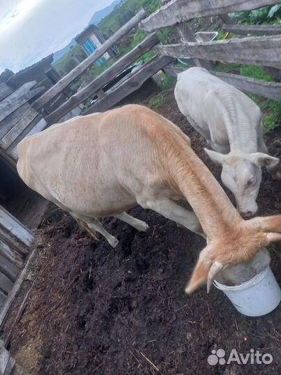 Корова с бычком