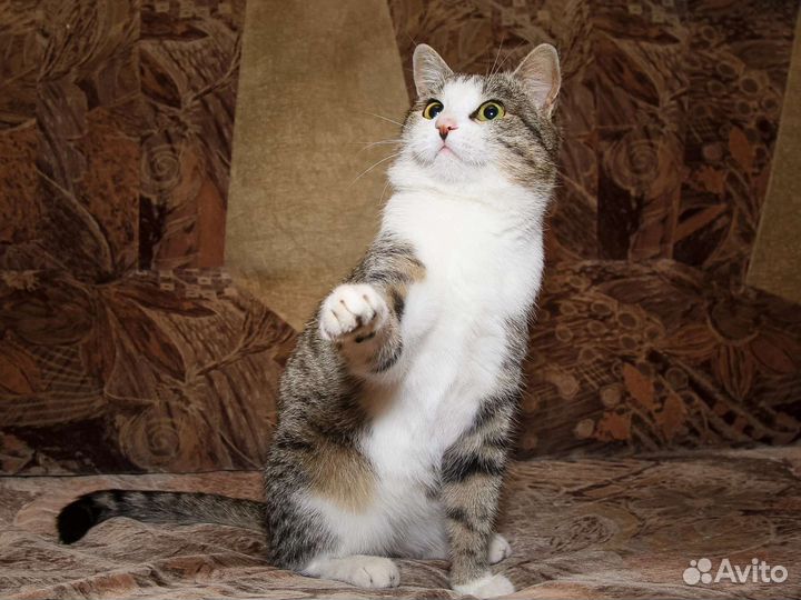 Кошки в добрые руки бесплатно