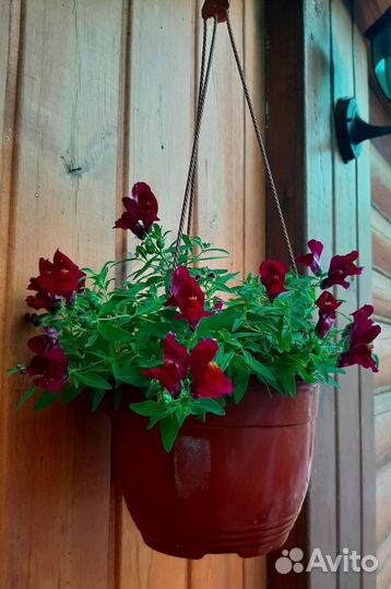 Львиный зев ампельный