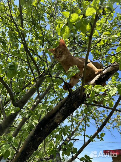 Абиссинец на вязку