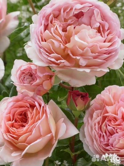 Роза Абрахам Дерби